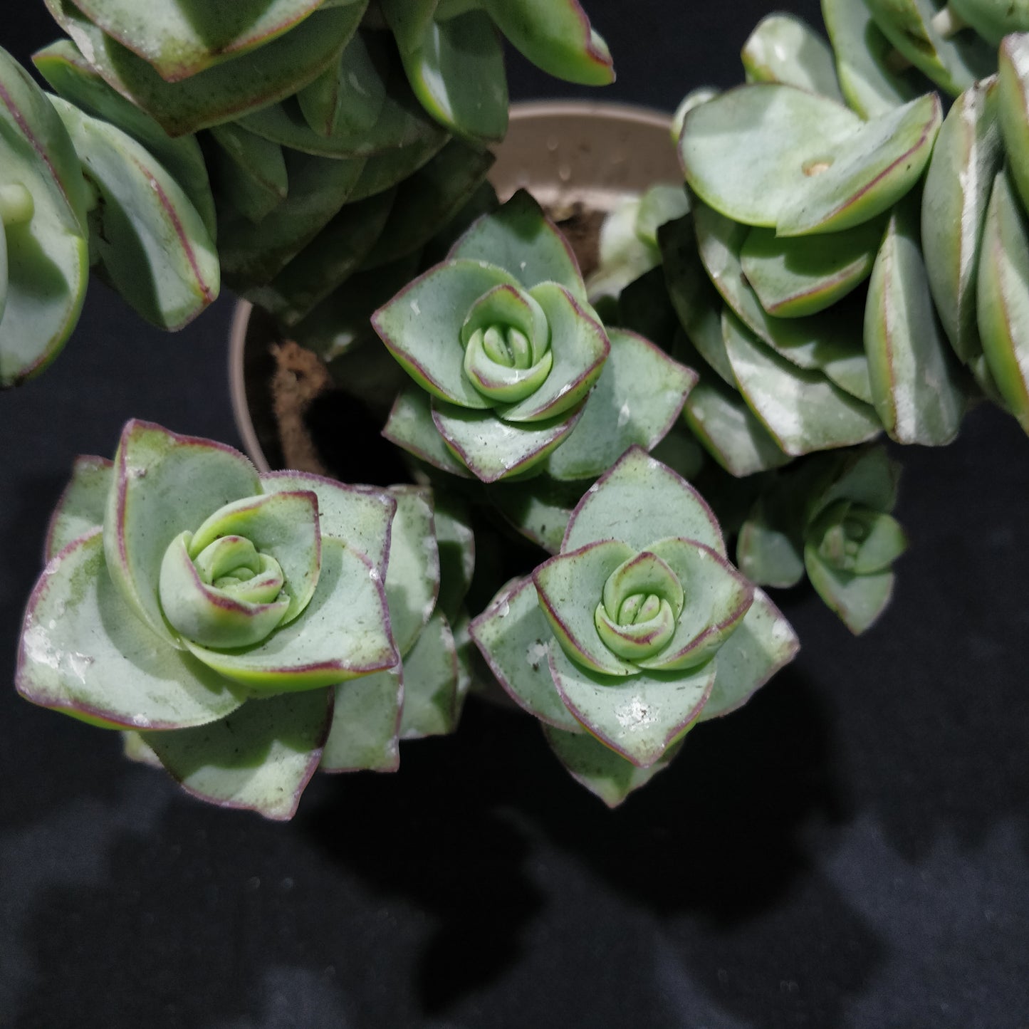 Crassula Perforata