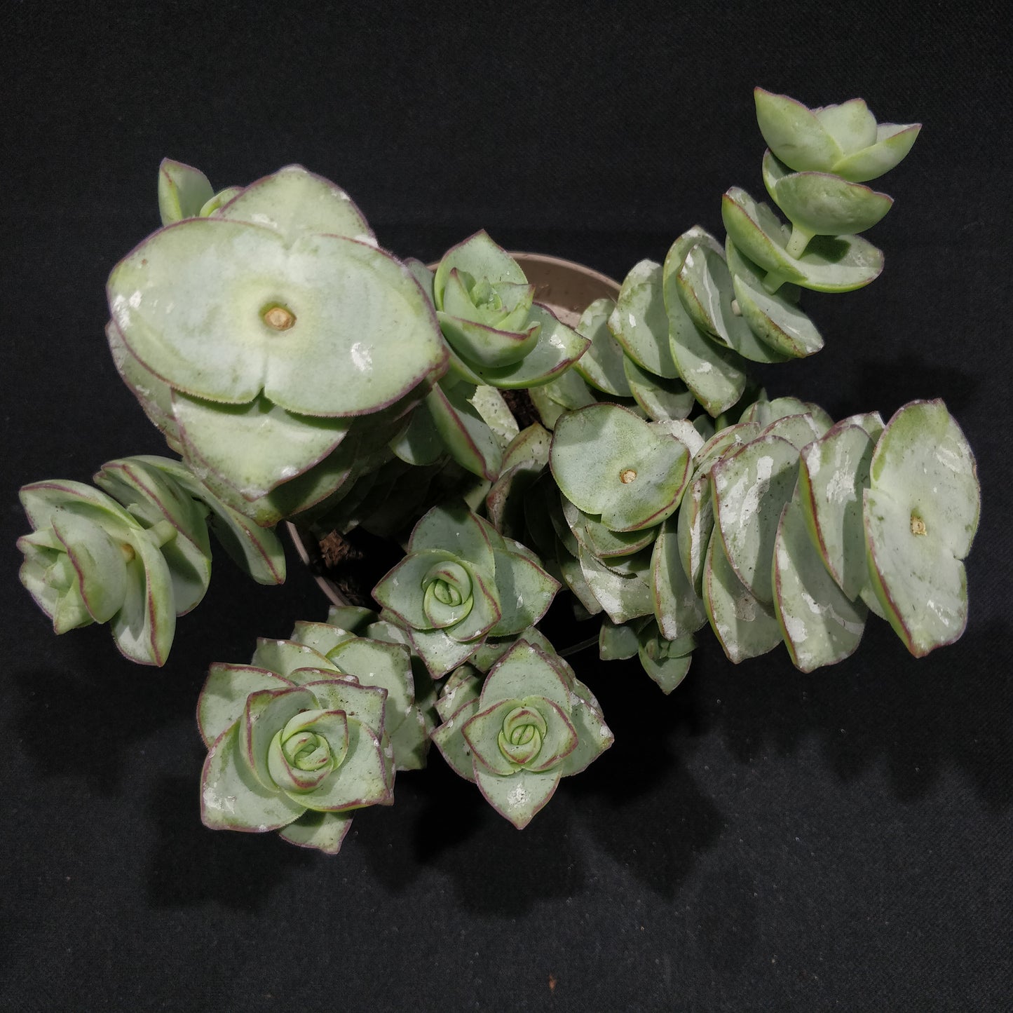 Crassula Perforata