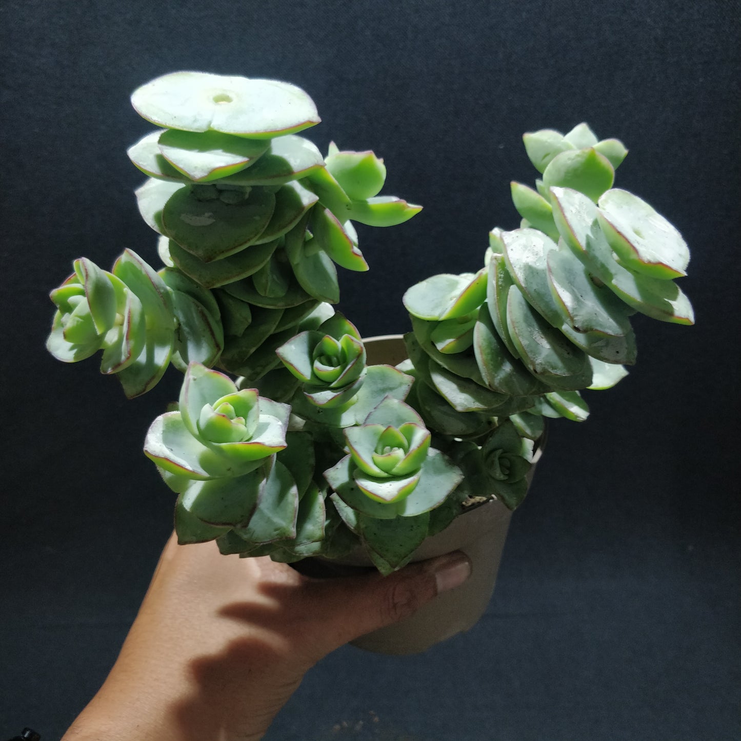 Crassula Perforata