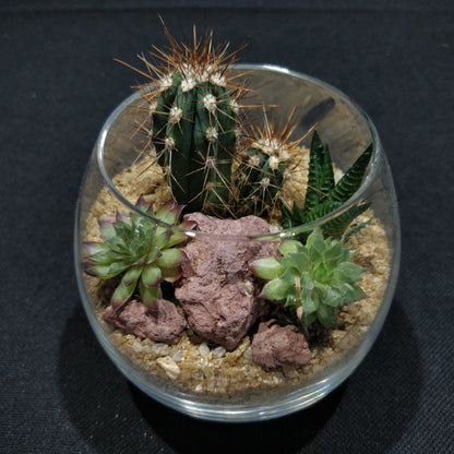 Desert Terrarium - DT005