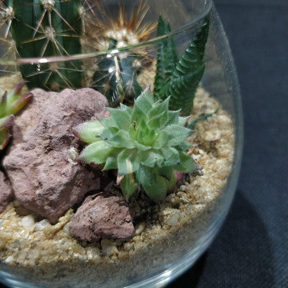 Desert Terrarium - DT005