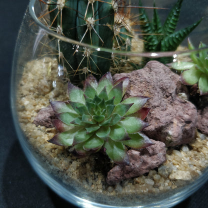 Desert Terrarium - DT005