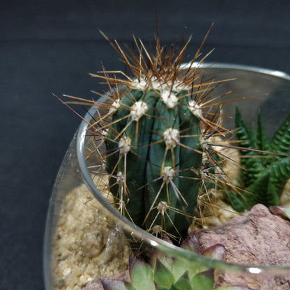 Desert Terrarium - DT005