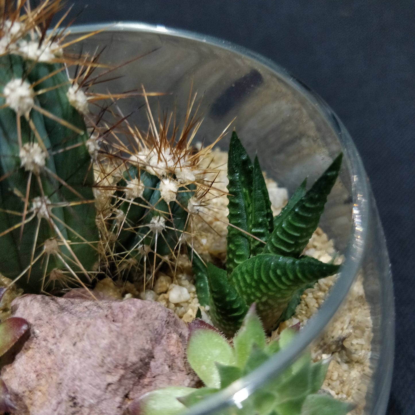 Desert Terrarium - DT005