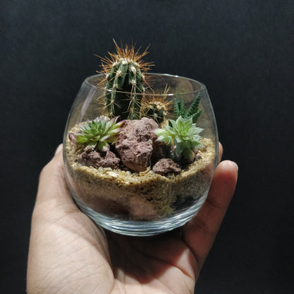 Desert Terrarium - DT005