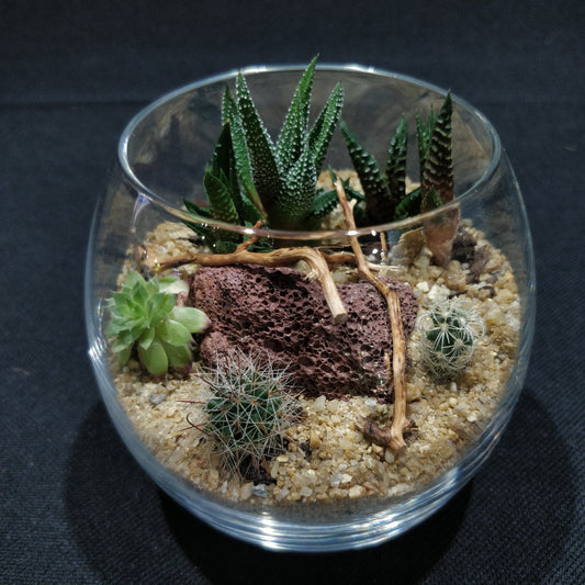 Desert Terrarium - DT006