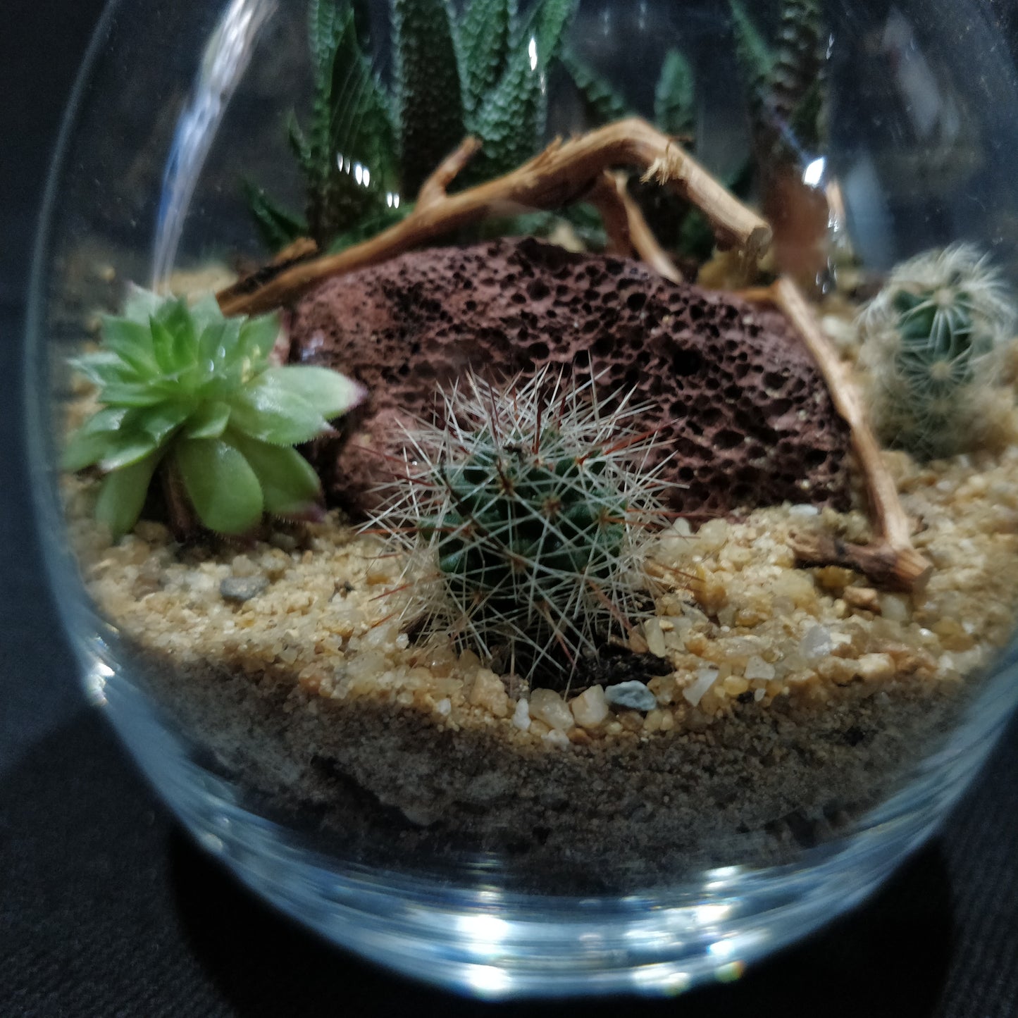 Desert Terrarium - DT006