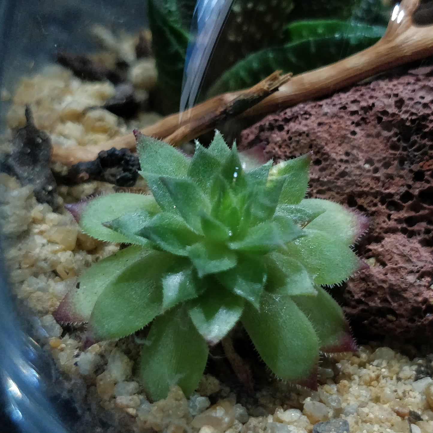 Desert Terrarium - DT006