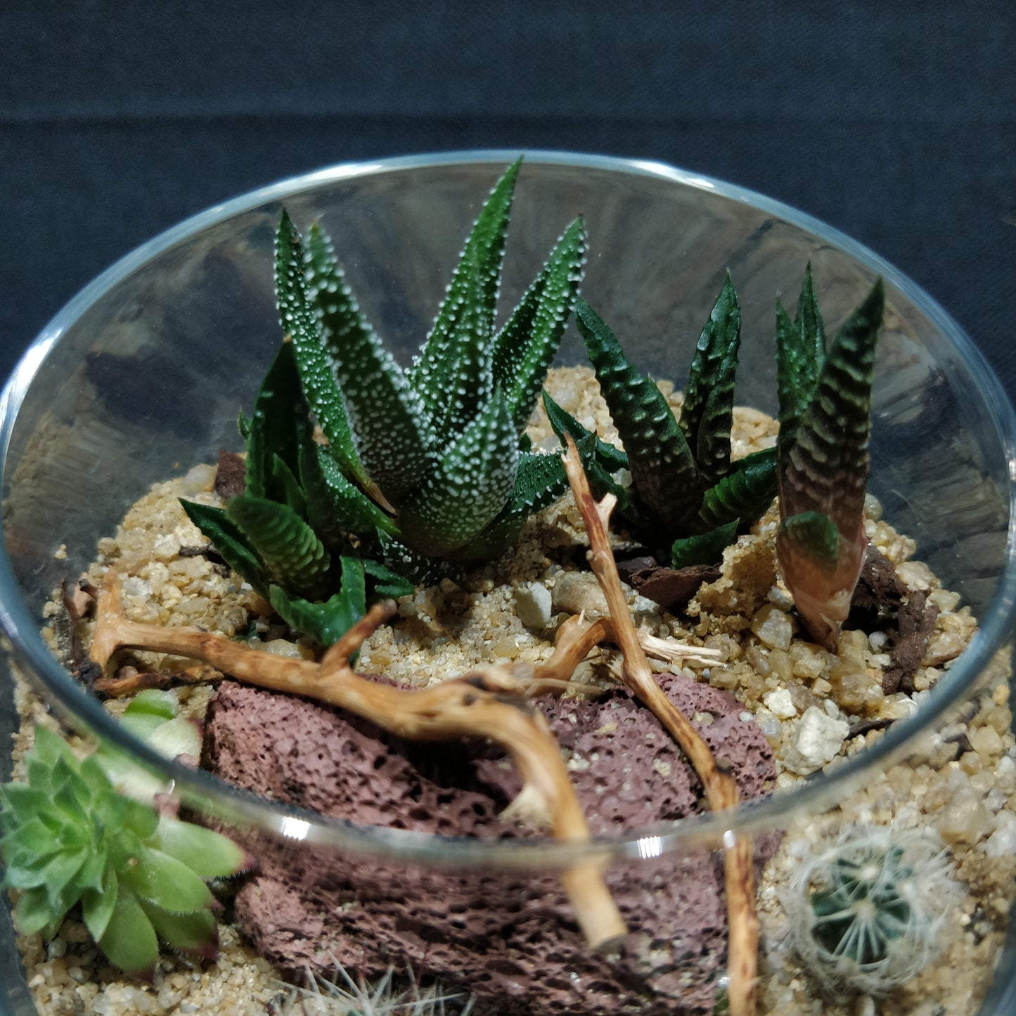 Desert Terrarium - DT006