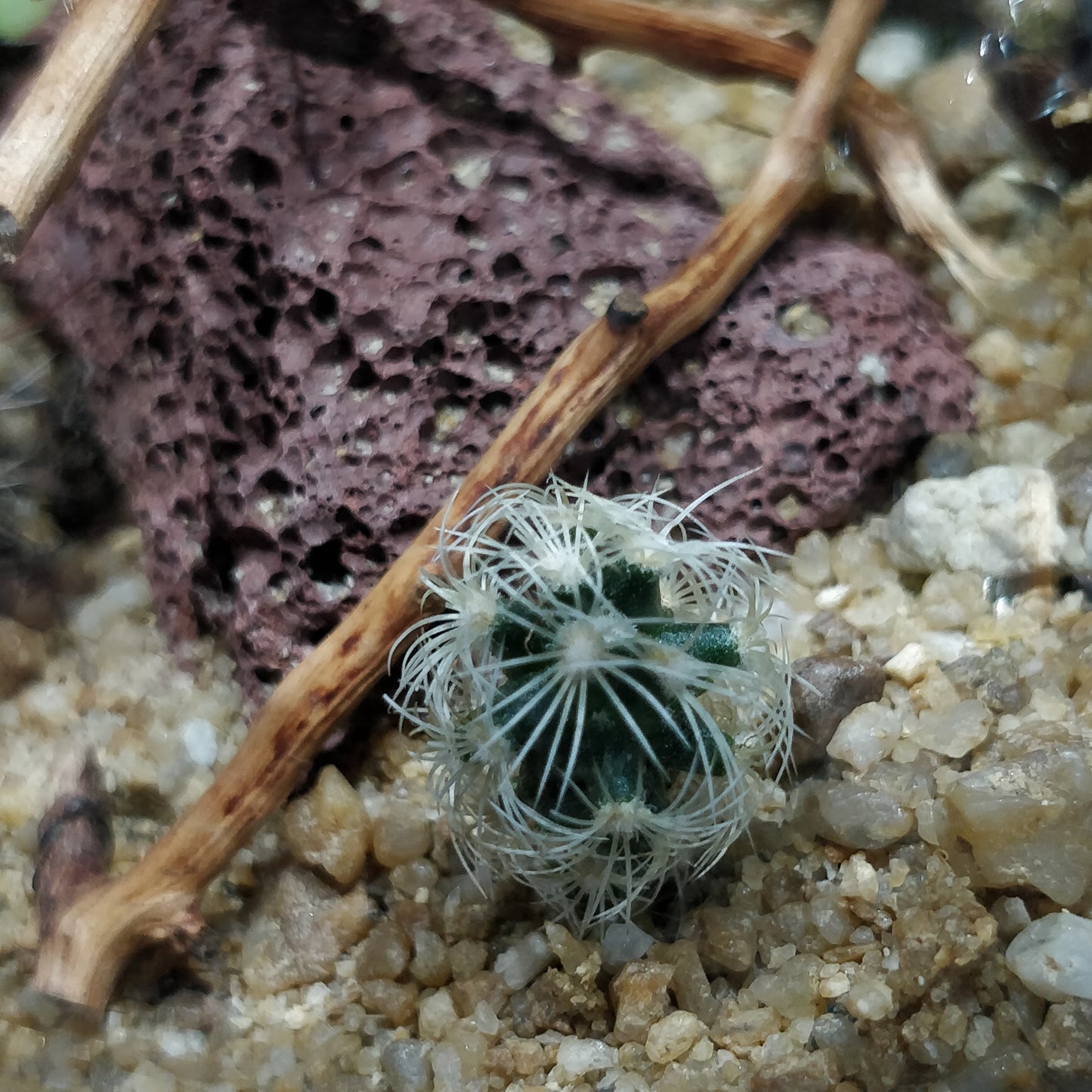 Desert Terrarium - DT006