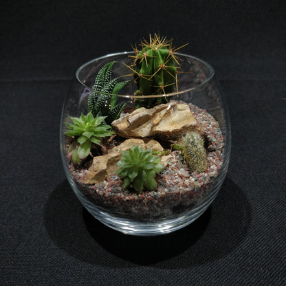 Desert Terrarium - DT007