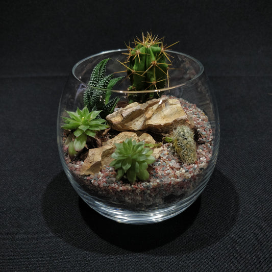 Desert Terrarium - DT007