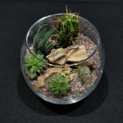 Desert Terrarium - DT007