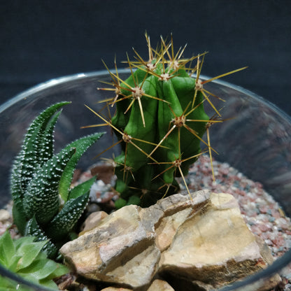 Desert Terrarium - DT007