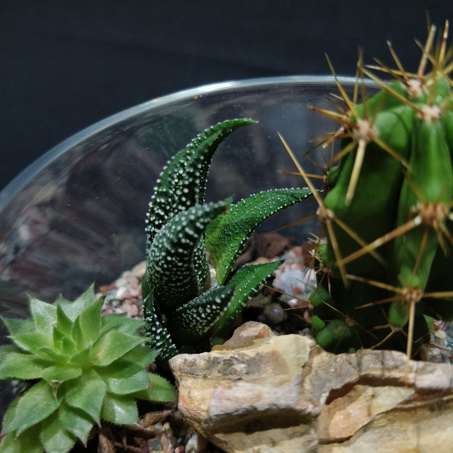 Desert Terrarium - DT007