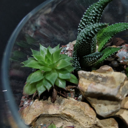 Desert Terrarium - DT007