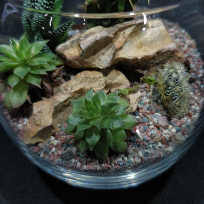 Desert Terrarium - DT007