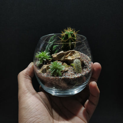 Desert Terrarium - DT007