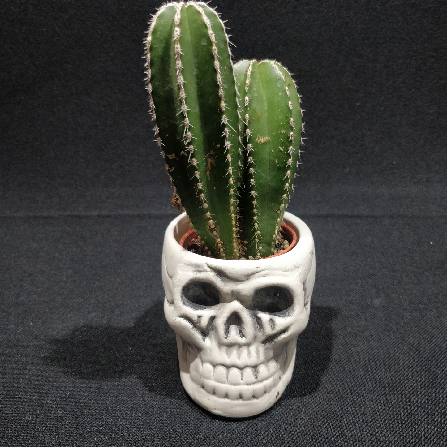 Skull Planter - Ceramic