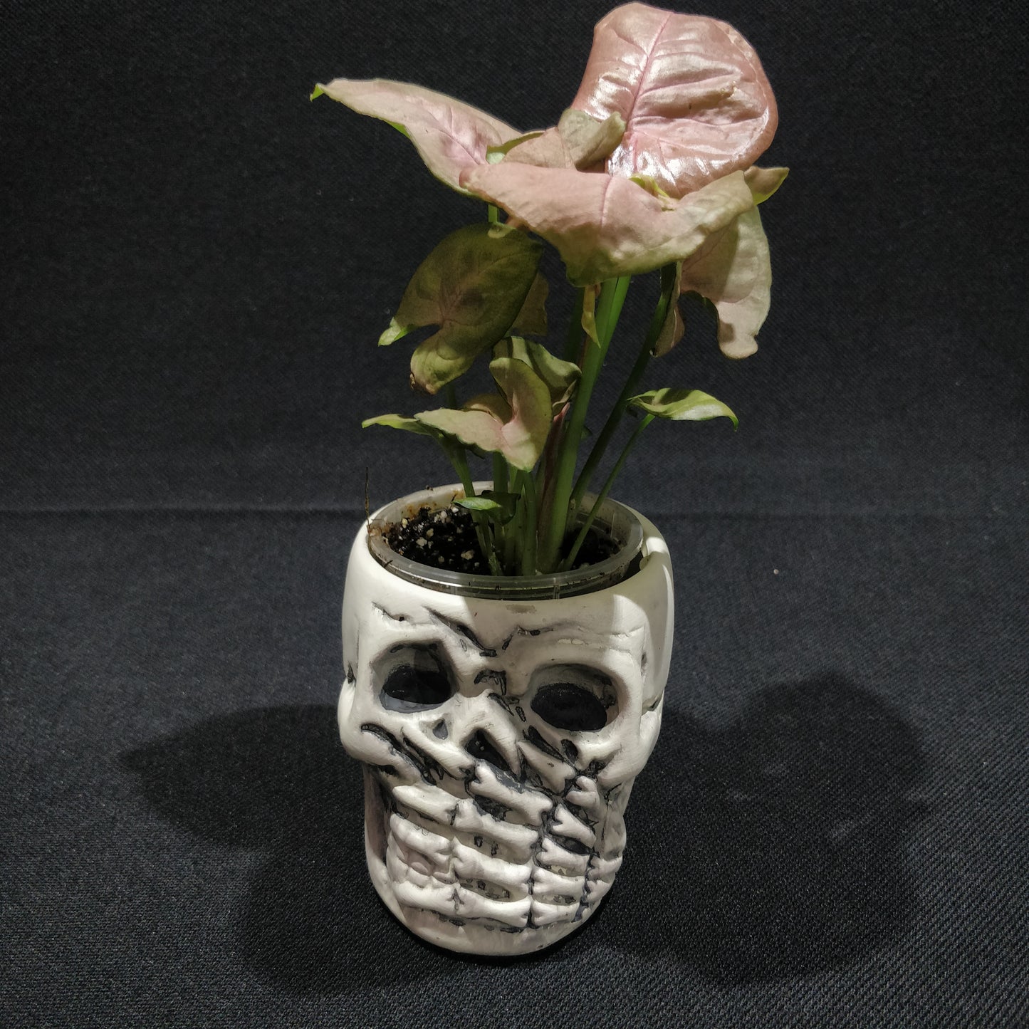 Skull Planter - Ceramic