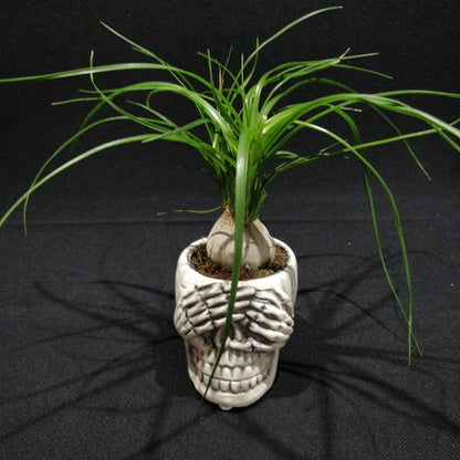 Skull Planter - Ceramic