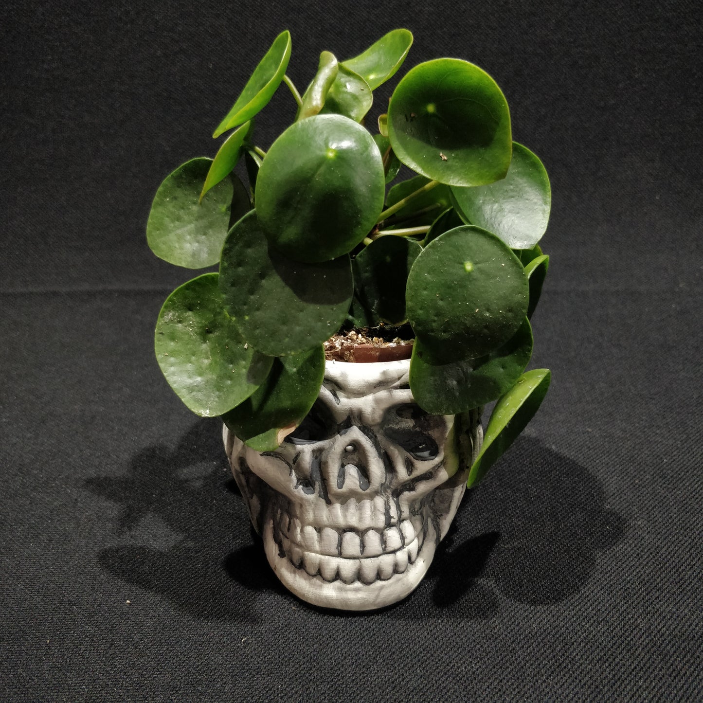 Skull Planter - Ceramic