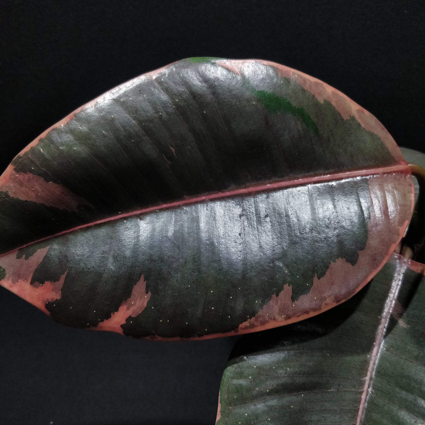 Pink Rubber Plant - Ficus Belize