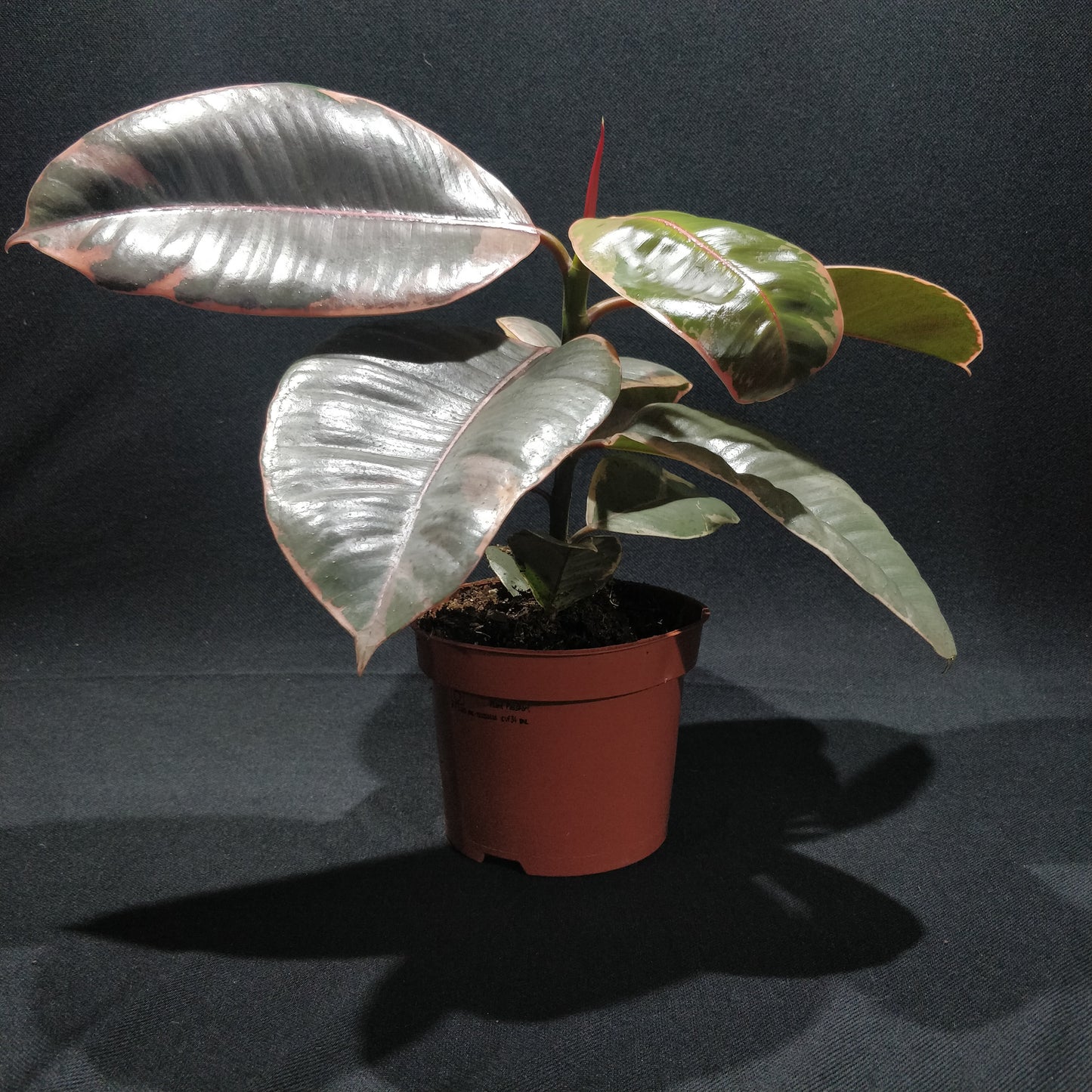 Pink Rubber Plant - Ficus Belize
