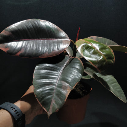 Pink Rubber Plant - Ficus Belize