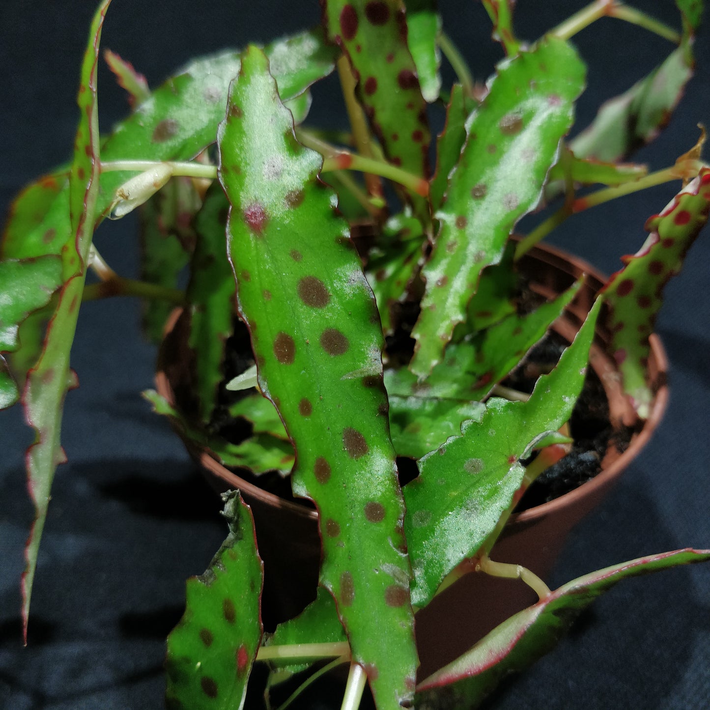 Begonia Amphioxus