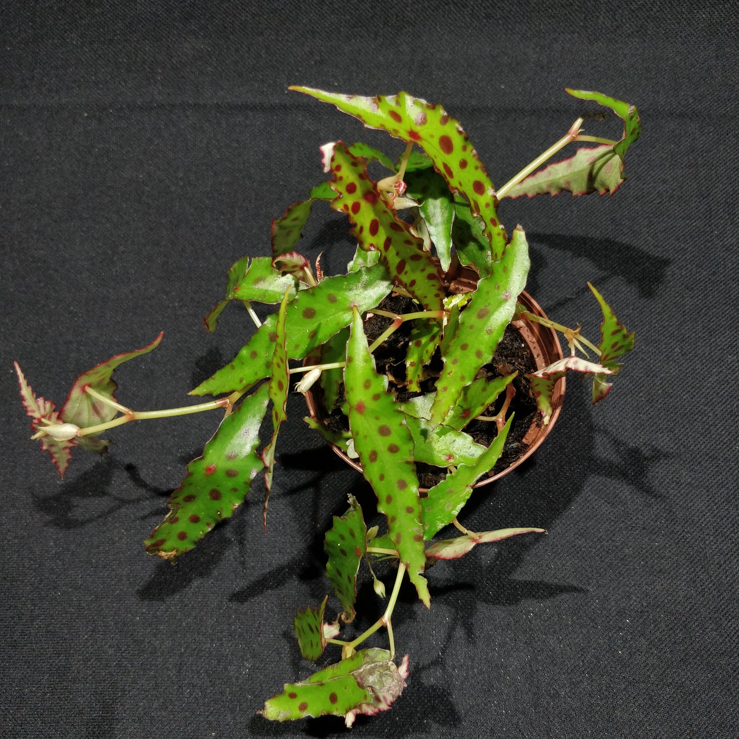 Begonia Amphioxus