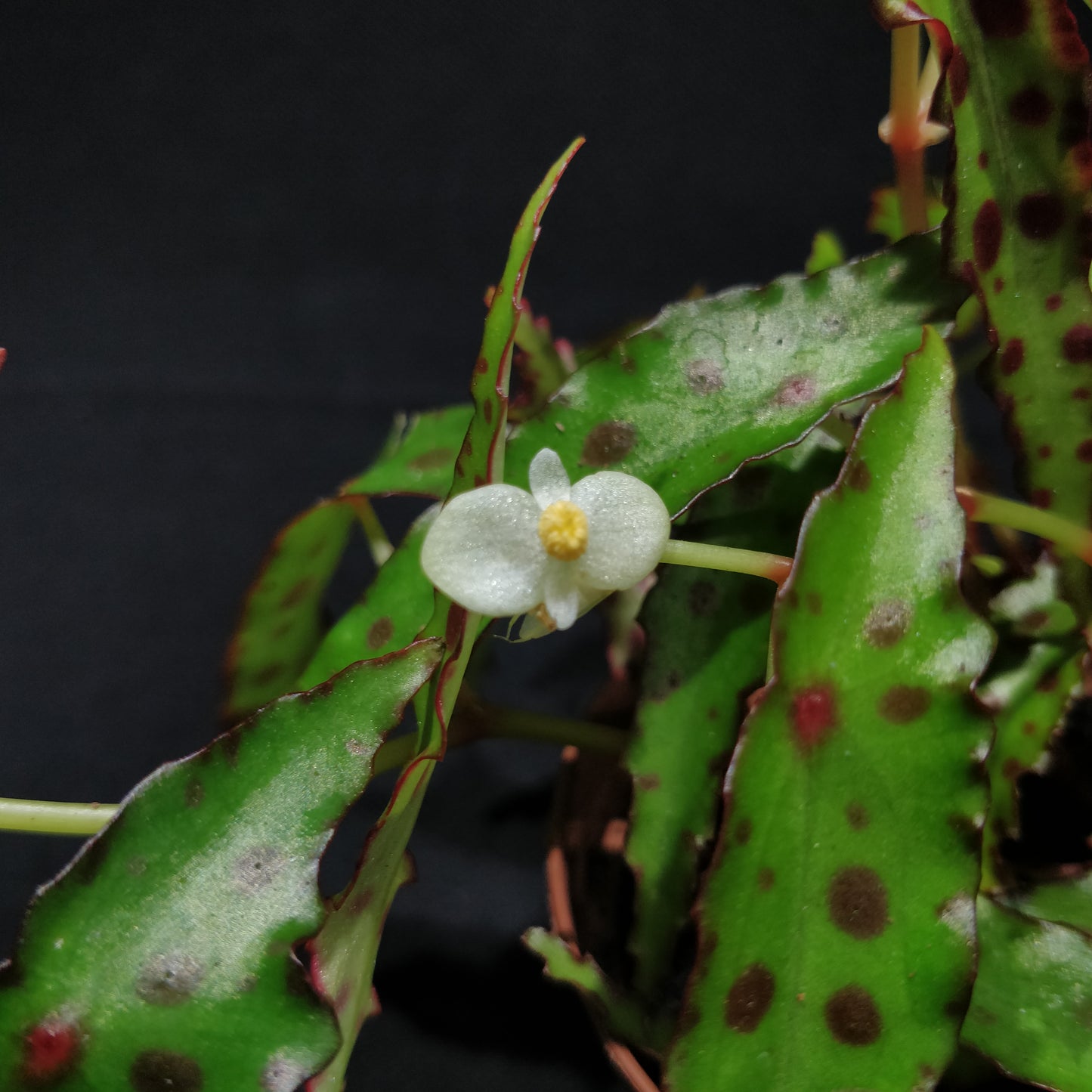 Begonia Amphioxus