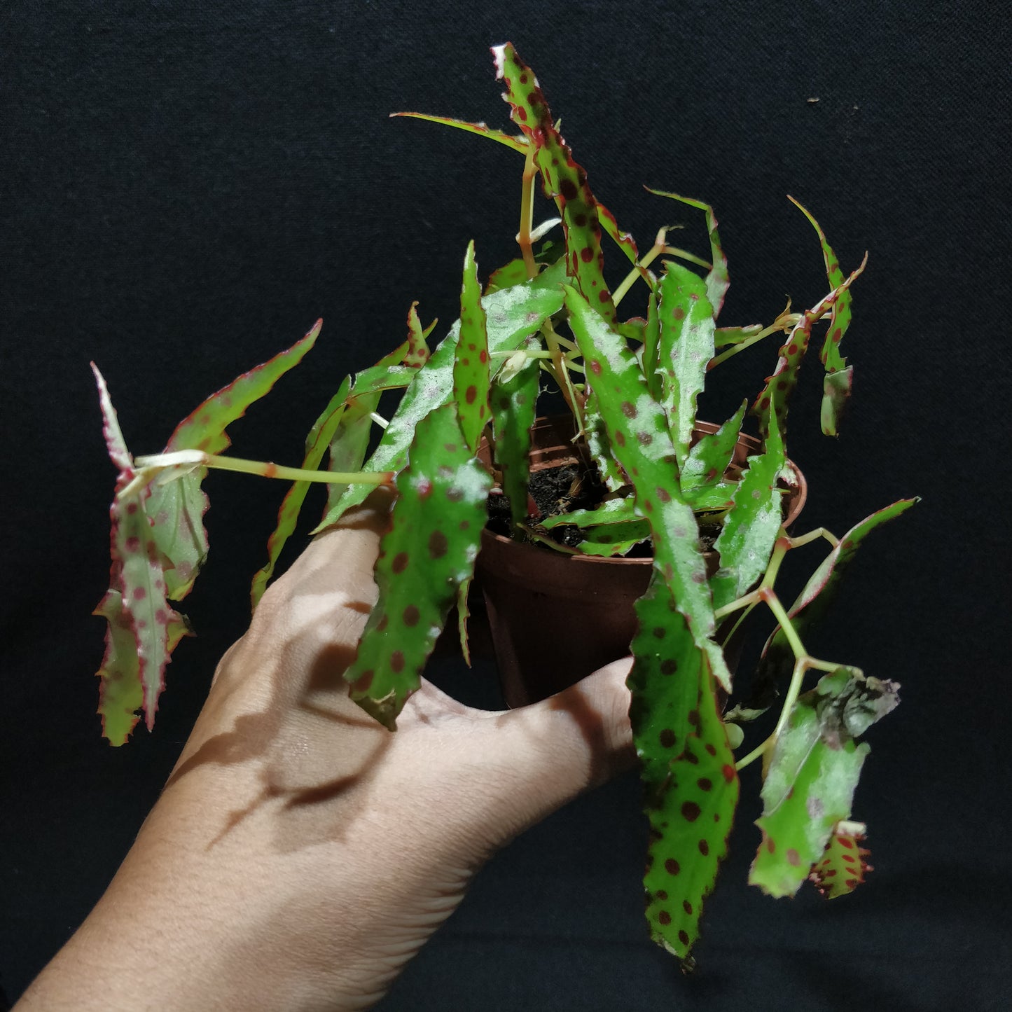 Begonia Amphioxus