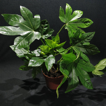 Paperplant - Fatsia Japonica