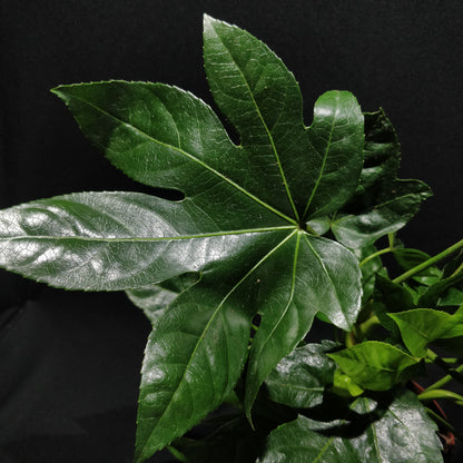 Paperplant - Fatsia Japonica