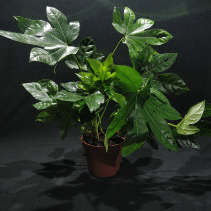 Paperplant - Fatsia Japonica