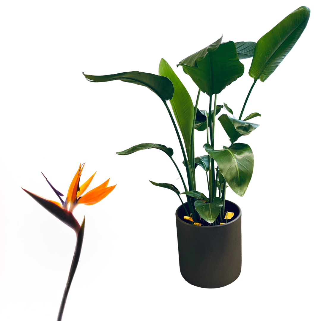 Bird of Paradise - Strelitzia Reginae