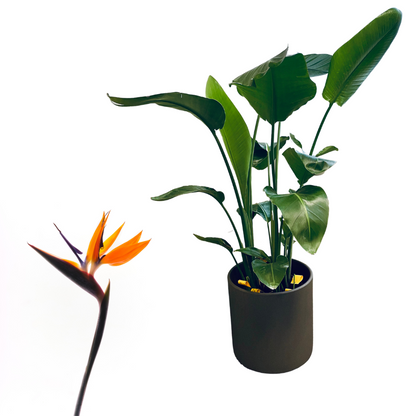 Bird of Paradise - Strelitzia Reginae