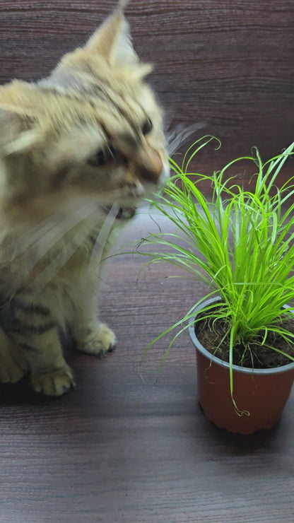 Cat Grass - Cyperus Alternifolius 'Zumula'