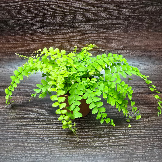 Trailing Maidenhair Fern - Adiantum Caudatum