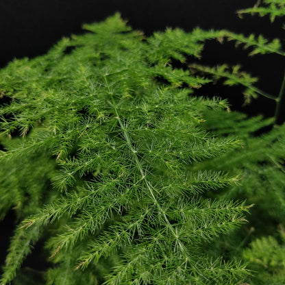 Common Asparagus Fern- Asparagus Plumosus