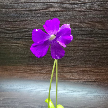 Pinguicula 'Anna' - Butterworth