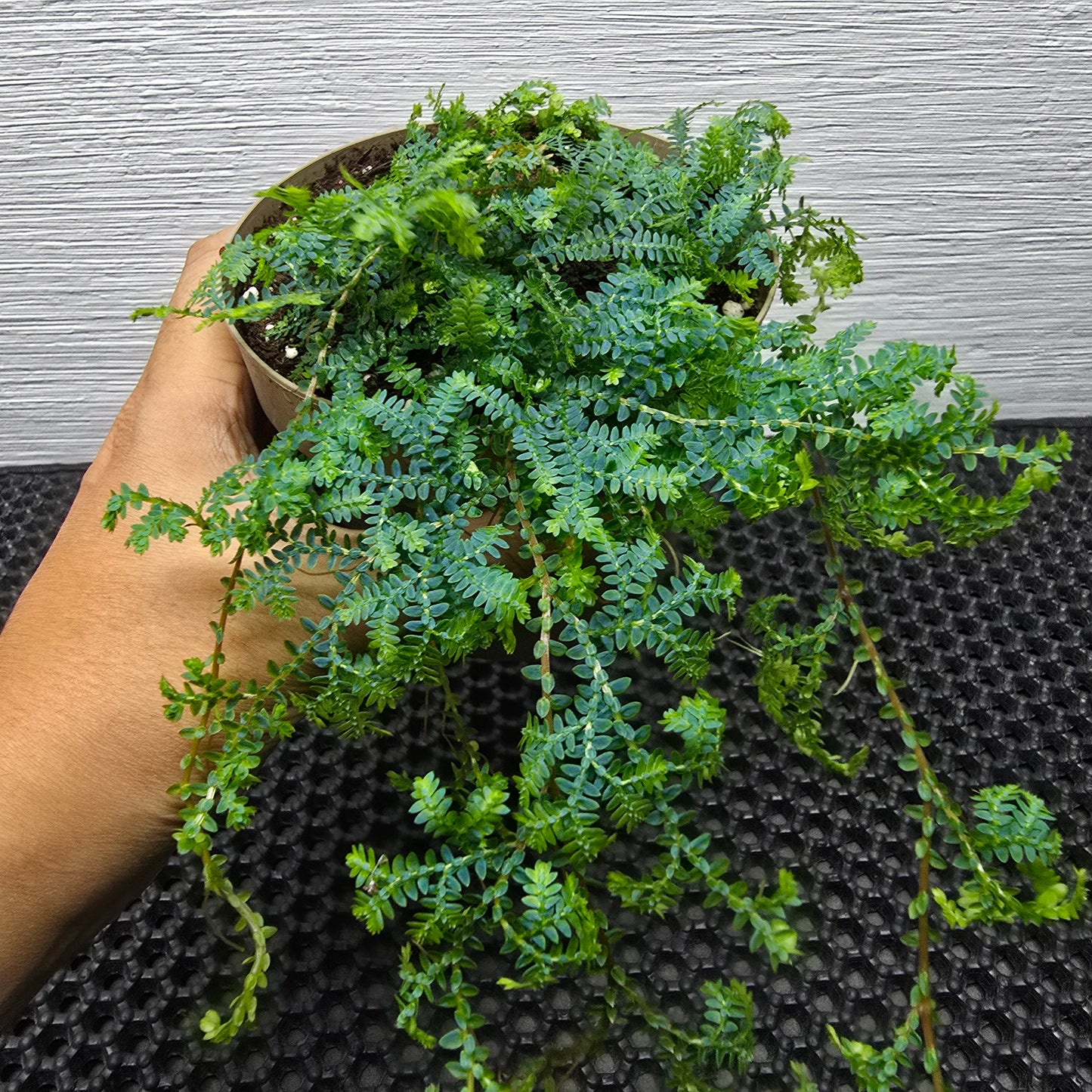 Peacock Fern - Selaginella Uncinata