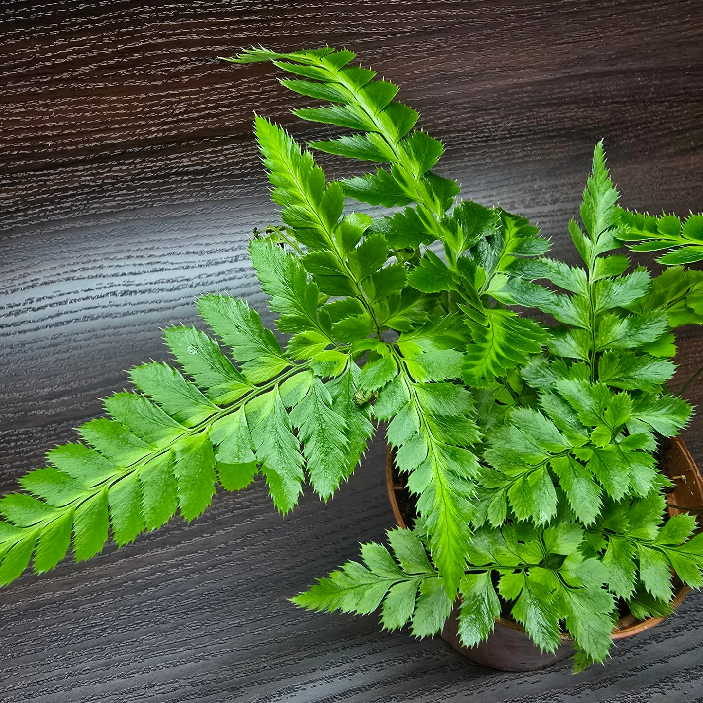 Leatherleaf fern - Rumohra Adiantiformis