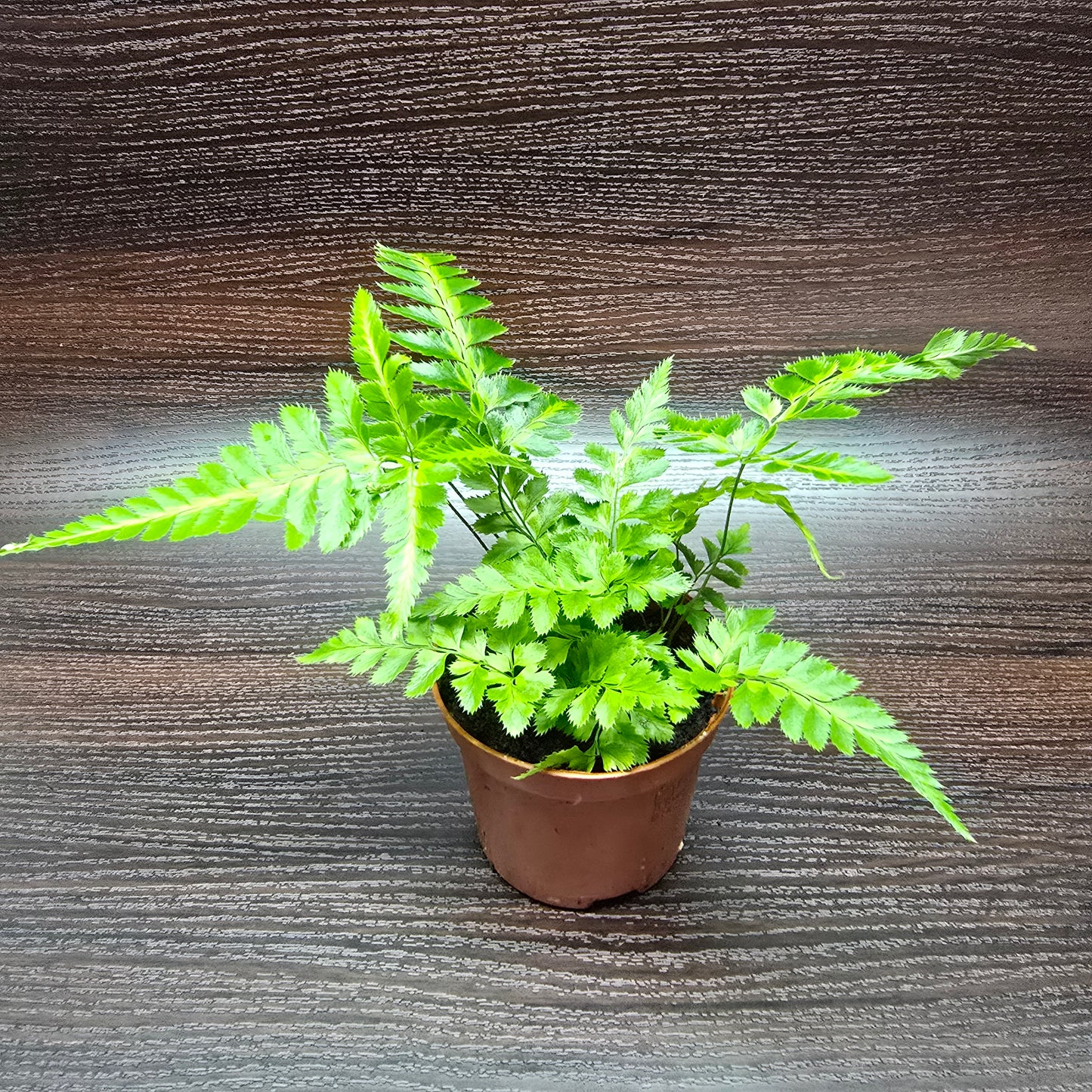 Leatherleaf fern - Rumohra Adiantiformis