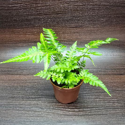Leatherleaf fern - Rumohra Adiantiformis