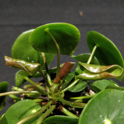 Chinese Money Plant - Pilea Peperomioides