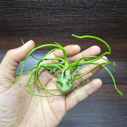 Tillandsia Bulbosa - Air Plant