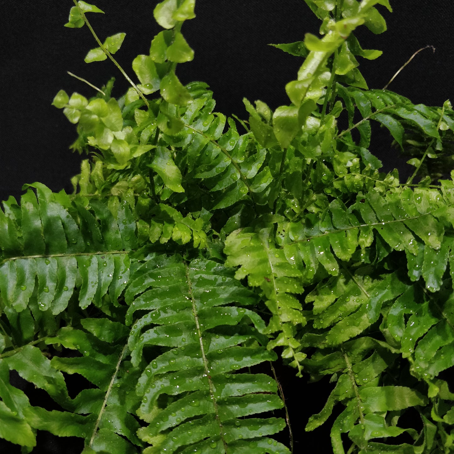 Boston Fern - Nephrolepis Green Moment