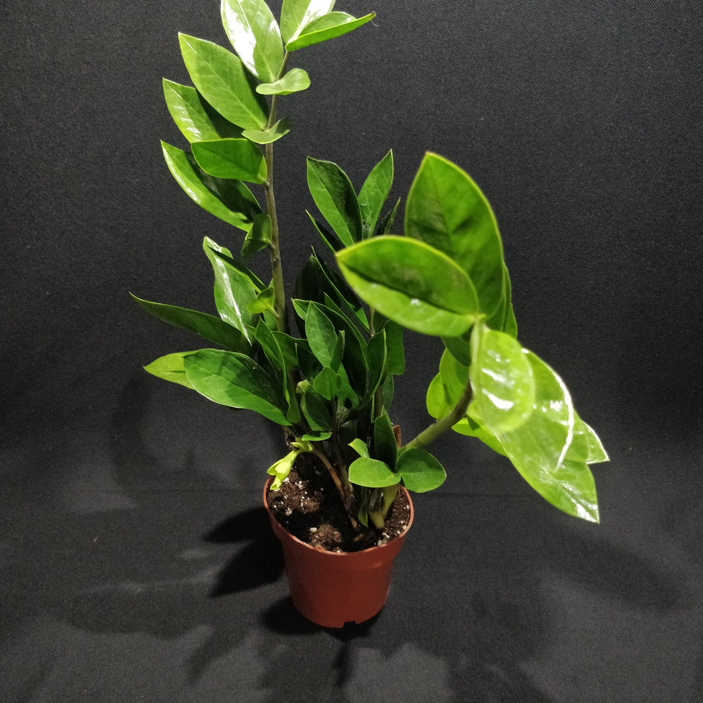 ZZ Plant - Zamioculcas Zamiifolia